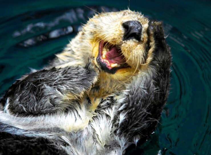 The Mysterious Nose Scars of Female Sea Otters: Exploring the Possible ...