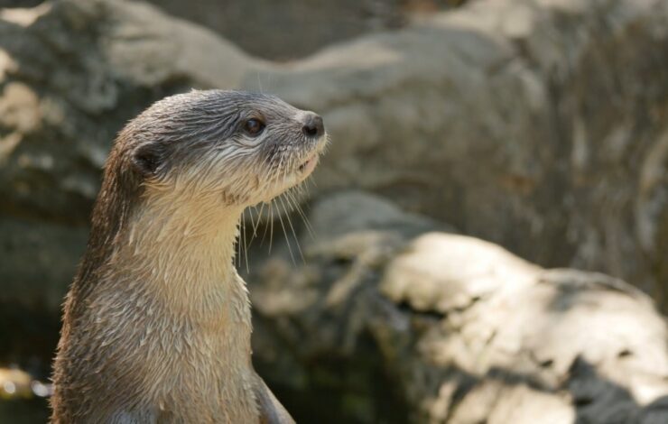 Unmasking the Dark Side of Otters: Surprising and Disturbing Facts