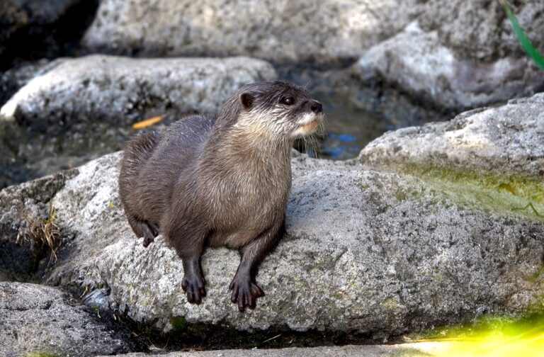 Unmasking the Dark Side of Otters: Surprising and Disturbing Facts