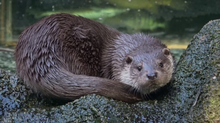 Do Otters Have Webbed Feet? - Diving into the Science!