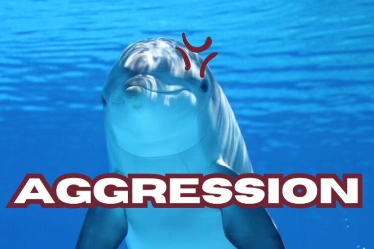Aggression Among Dolphins