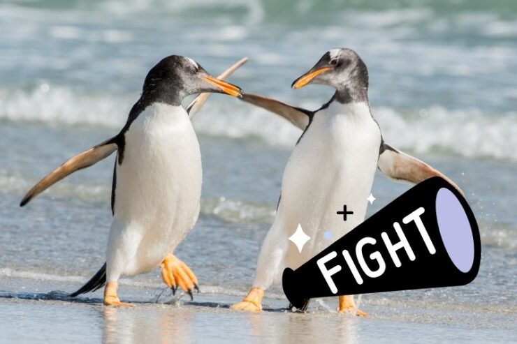 Aggressive Territorial Fights Amongst Penguins