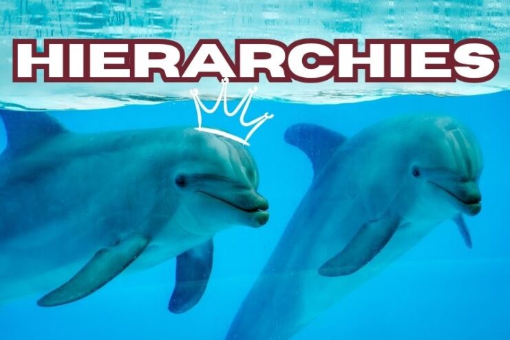 Complex Dolphin Hierarchies