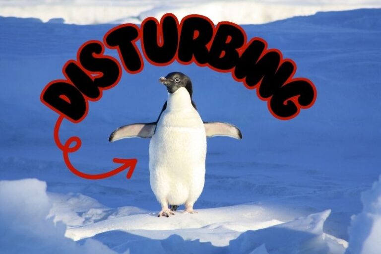 Disturbing Facts About Penguin Behavior