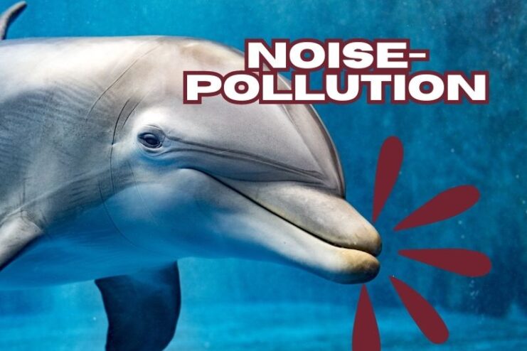 Dolphins Are Highly Affected by Noise Pollution