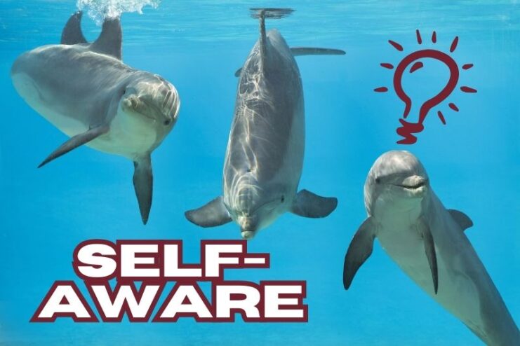 Dolphin's Self-Awareness and Captivity Issues