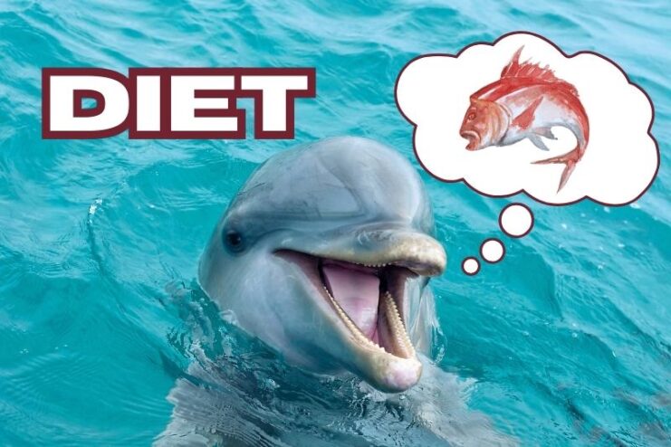High Mercury Levels in a Dolphin's Diet