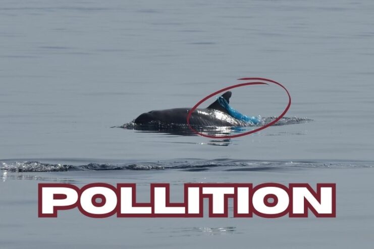 Plastic and Pollution Threats In The Ocean For Dolphins