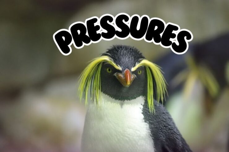 Reproductive Pressures In Penguins