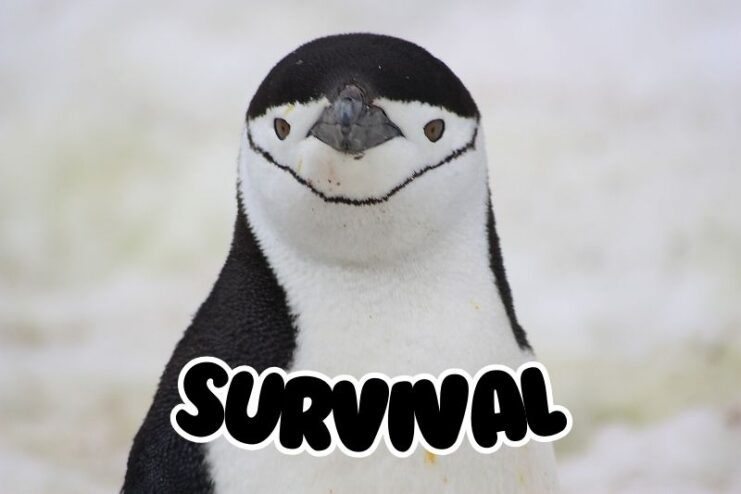 Survival Extremes For Penguins
