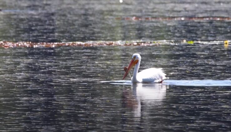 American white pelican size