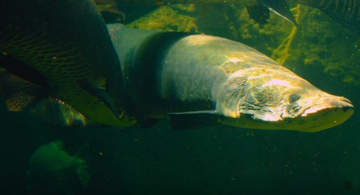 Arapaima gigas habitat