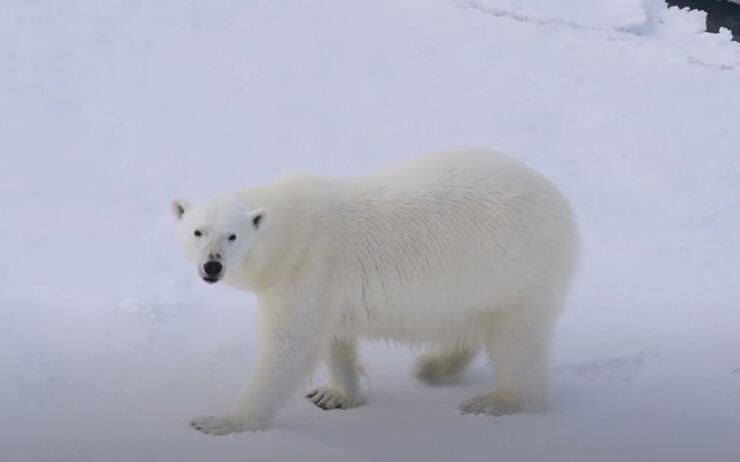 Arctic animal species