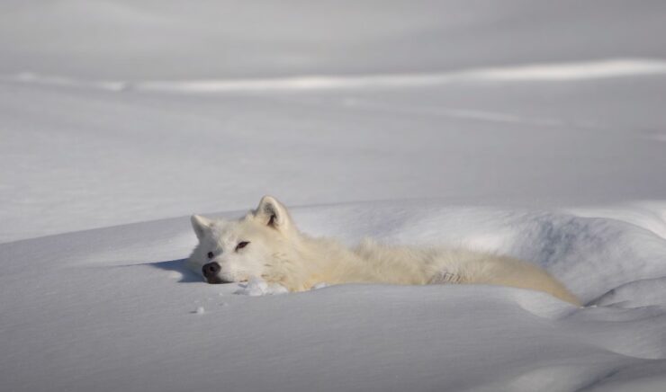 Arctic fox characteristics