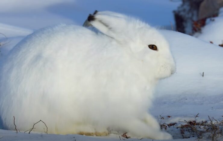 Arctic hare adaptations