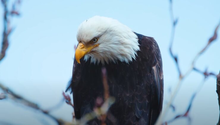 Bald eagle in Florida