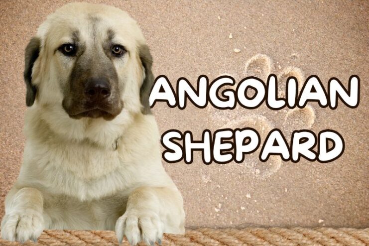 Big Dog Breed Anatolian Shepherd Playfully peeking