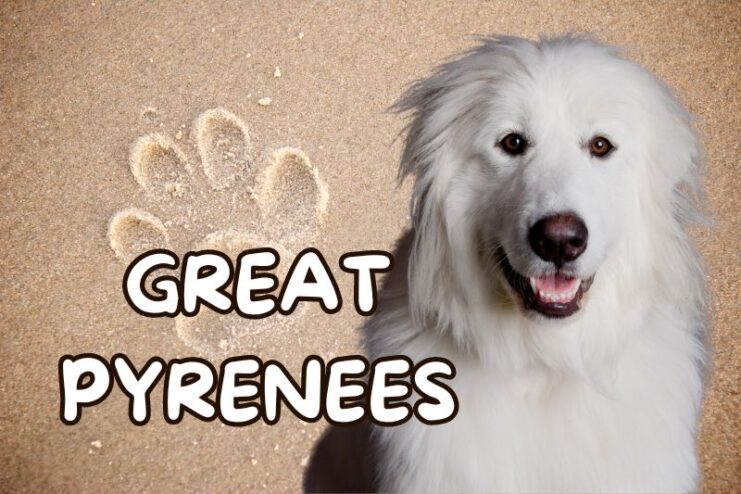 Playful Great Pyrenees