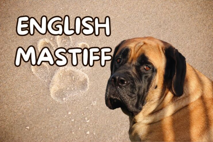 Playfu lEnglish Mastiff