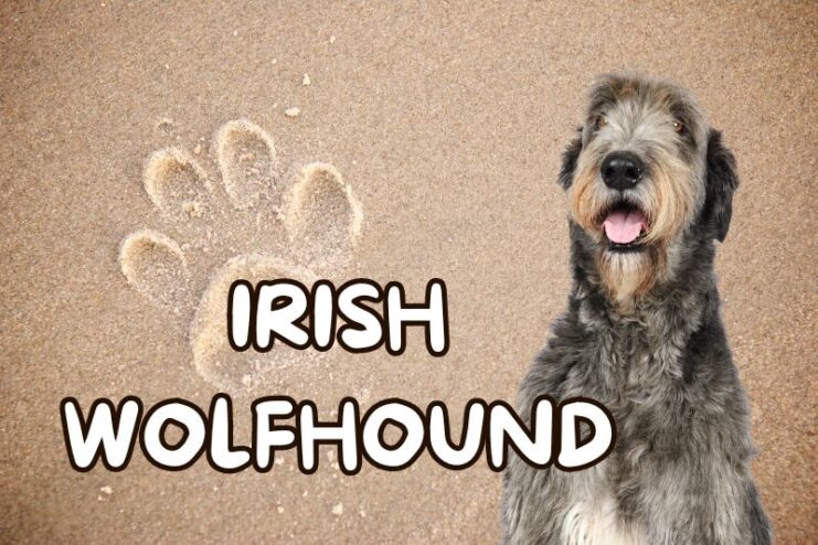 Playful Irish Wolfhound