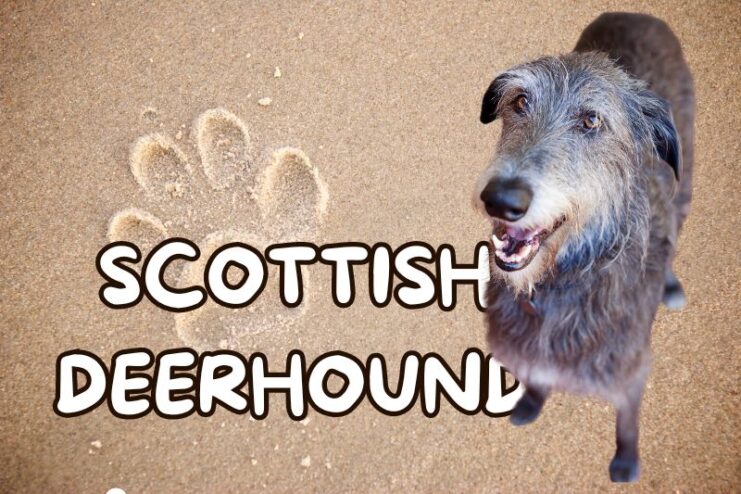Playful Scottish Deerhound