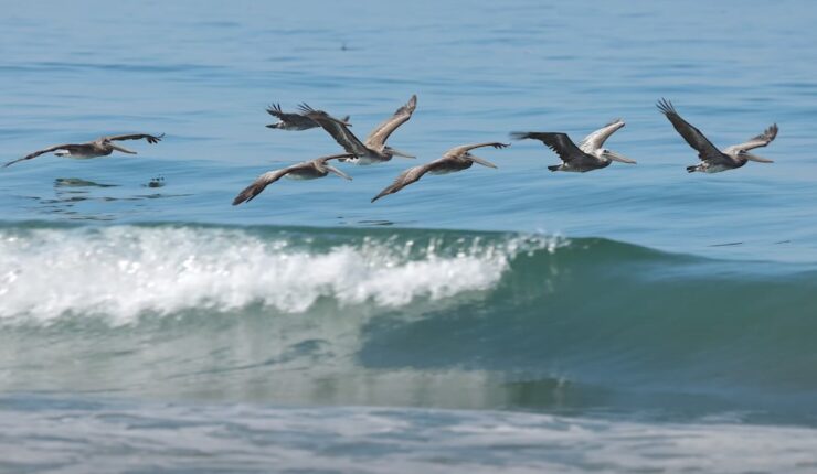 Brown pelican Florida