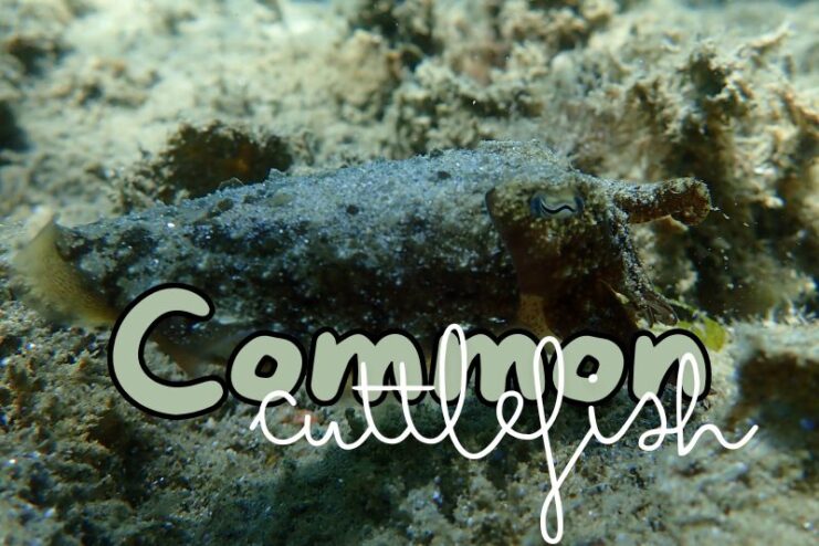 Colour Changing Common Cuttlefish