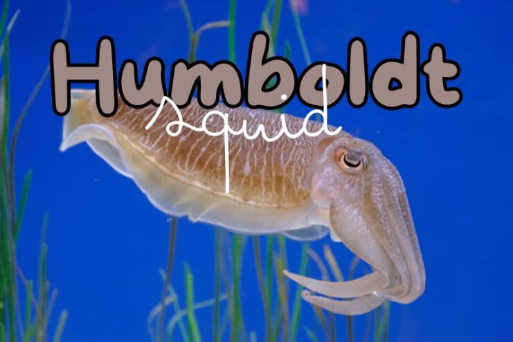 Colour Changing Humboldt Squid