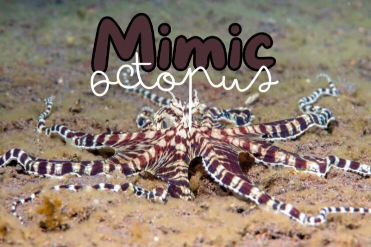 Colour Changing Mimic Octopus