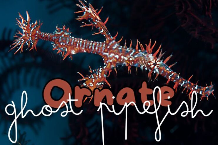 Colour Changing Ornate Ghost Pipefish