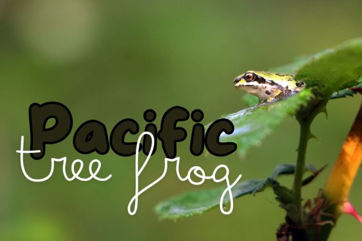 Colour Changing Pacific Tree Frog