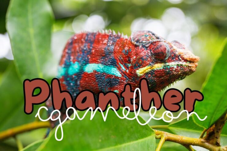 Colour Changing Panther Chameleon