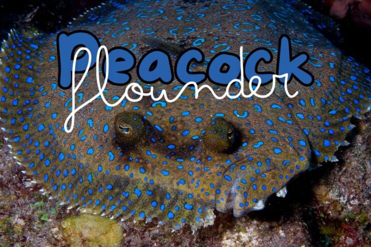 Colour Changing Peacock Flounder