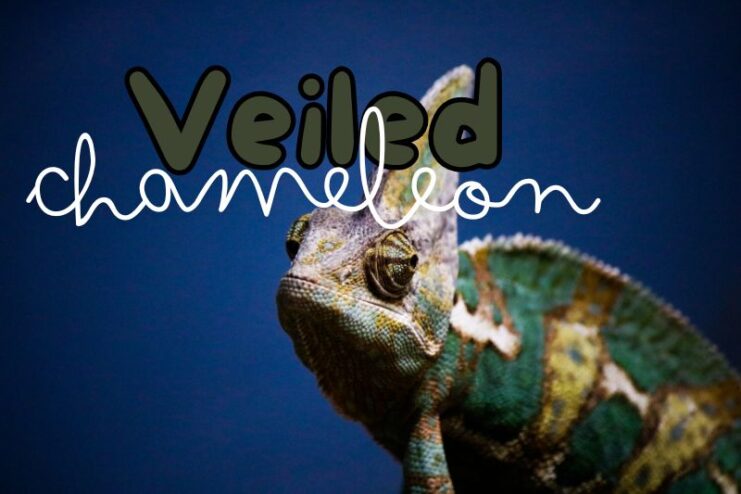 Colour Changing Veiled Chameleon