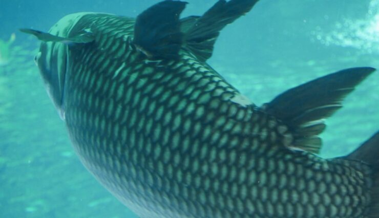 Giant Siamese carp giant barb