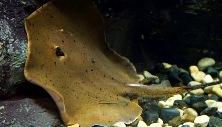 Giant freshwater stingray size