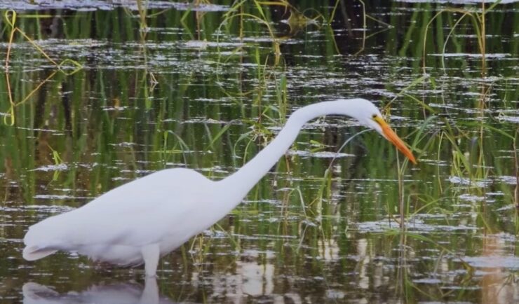 Great Egret bird facts