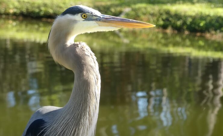 Great blue heron size