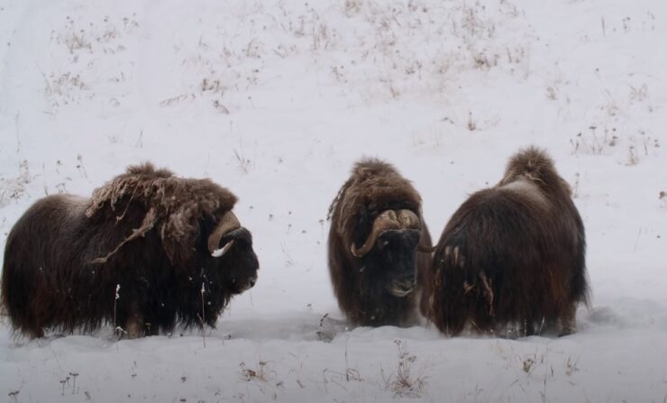 Musk oxen survival strategies