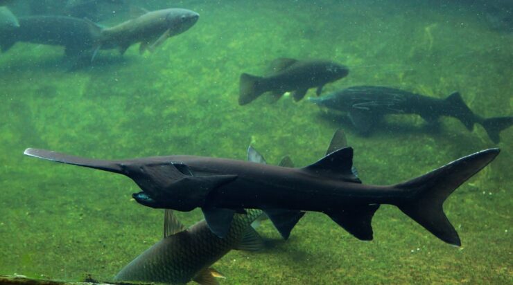 Paddlefish characteristics