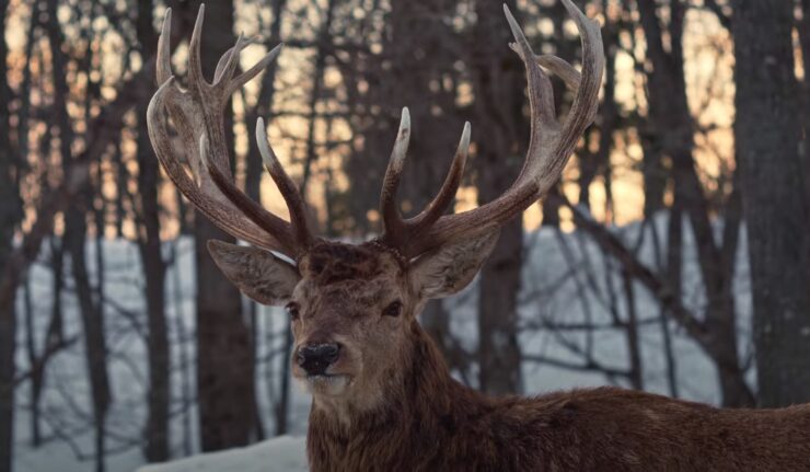 Reindeer migration