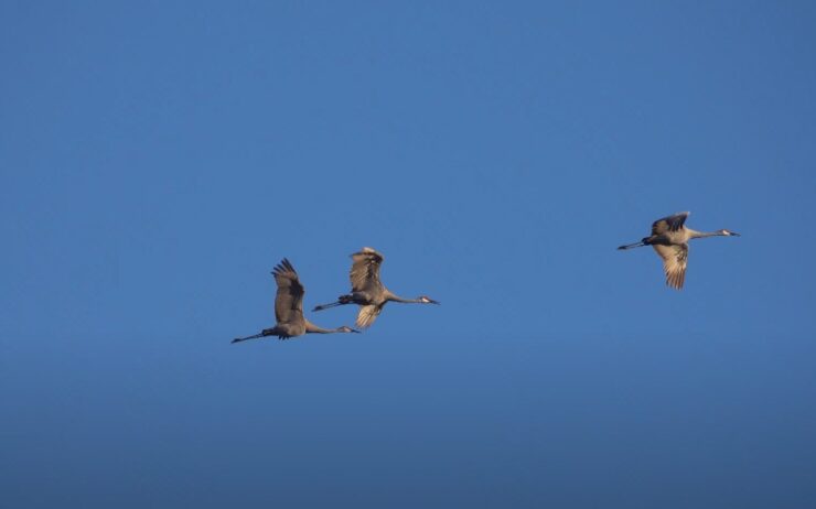 Sandhill crane facts