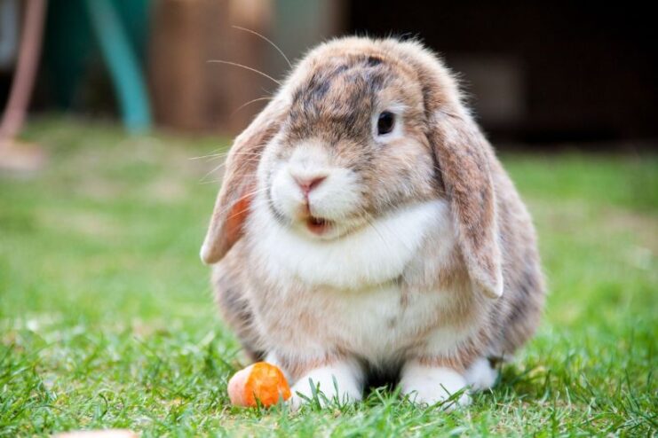 Shortest Living Domestic Rabbit Eating A Carrot In A Garden