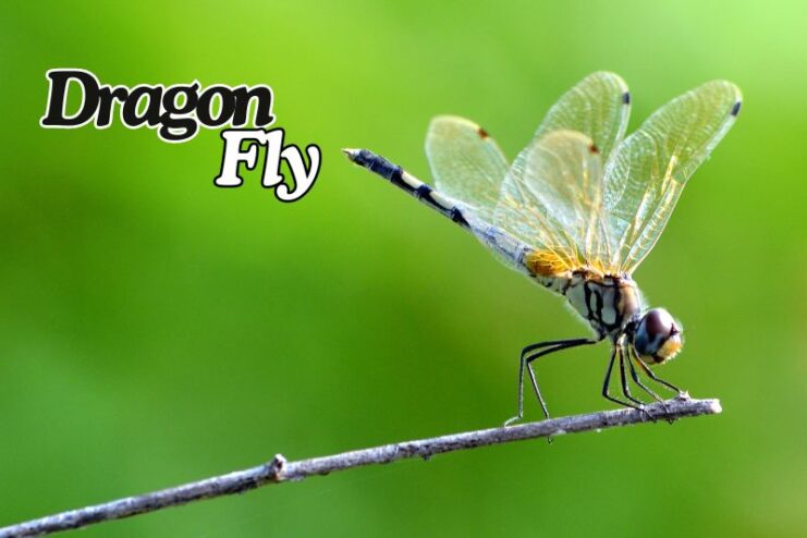 Shortest Living Dragonfly