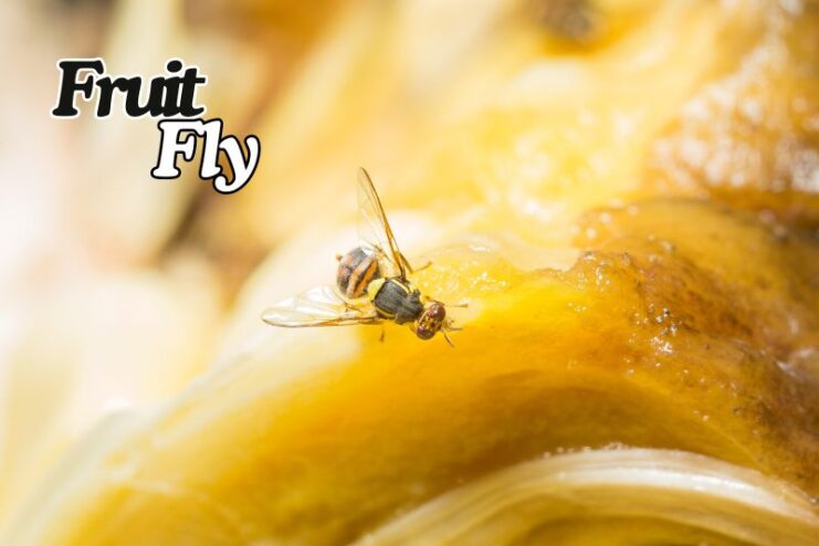Shortest Living Fruit Fly