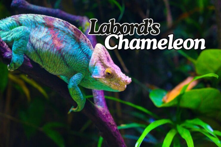 Shortest Living Labord's Chameleon