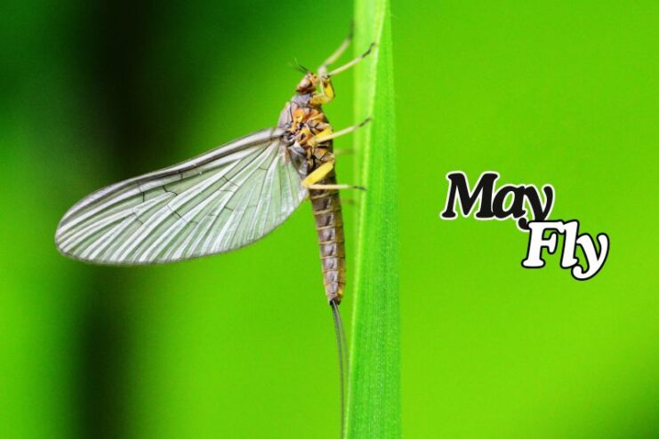 Shortest Living Mayfly