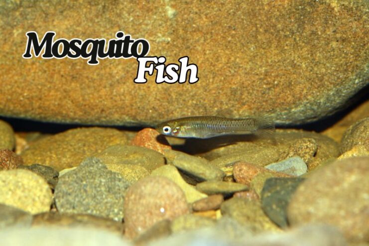Shortest Living Mosquitofish