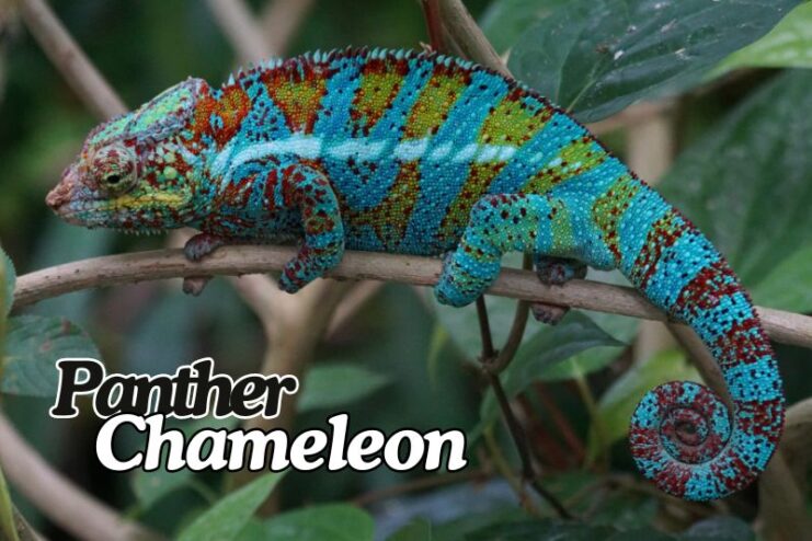 Shortest Living Panther Chameleon