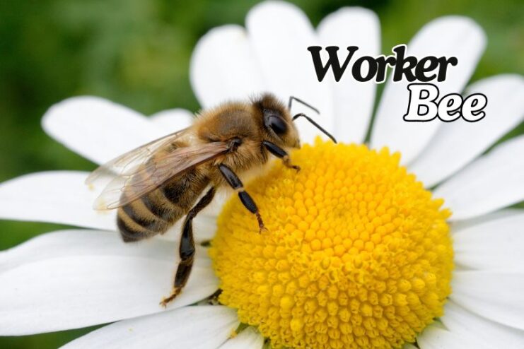 Shortest Living Worker Bee